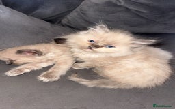 Ragdoll cats for sale: Ragdoll Kittens Ready Now🐾💕 - Image 2