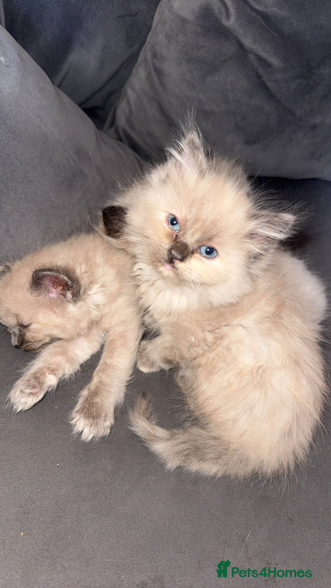 Ragdoll cats for sale: Ragdoll Kittens Ready Now🐾💕 - Image 2