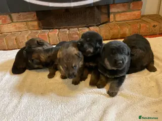 German Shepherd dogs Quality litter GSD @icepack kennels - Advert 3