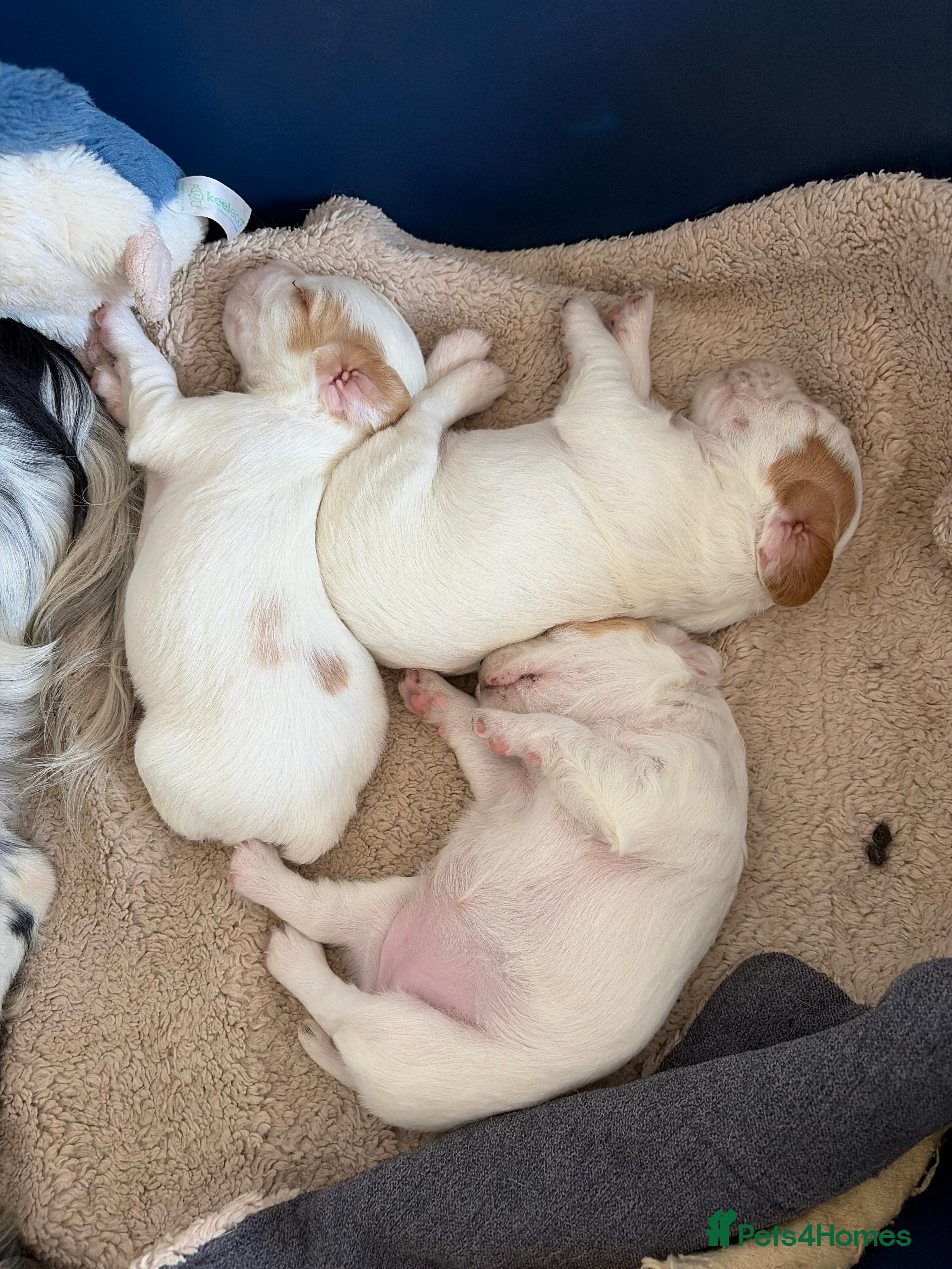 Sprocker dogs Working sprocker pups - Advert 1