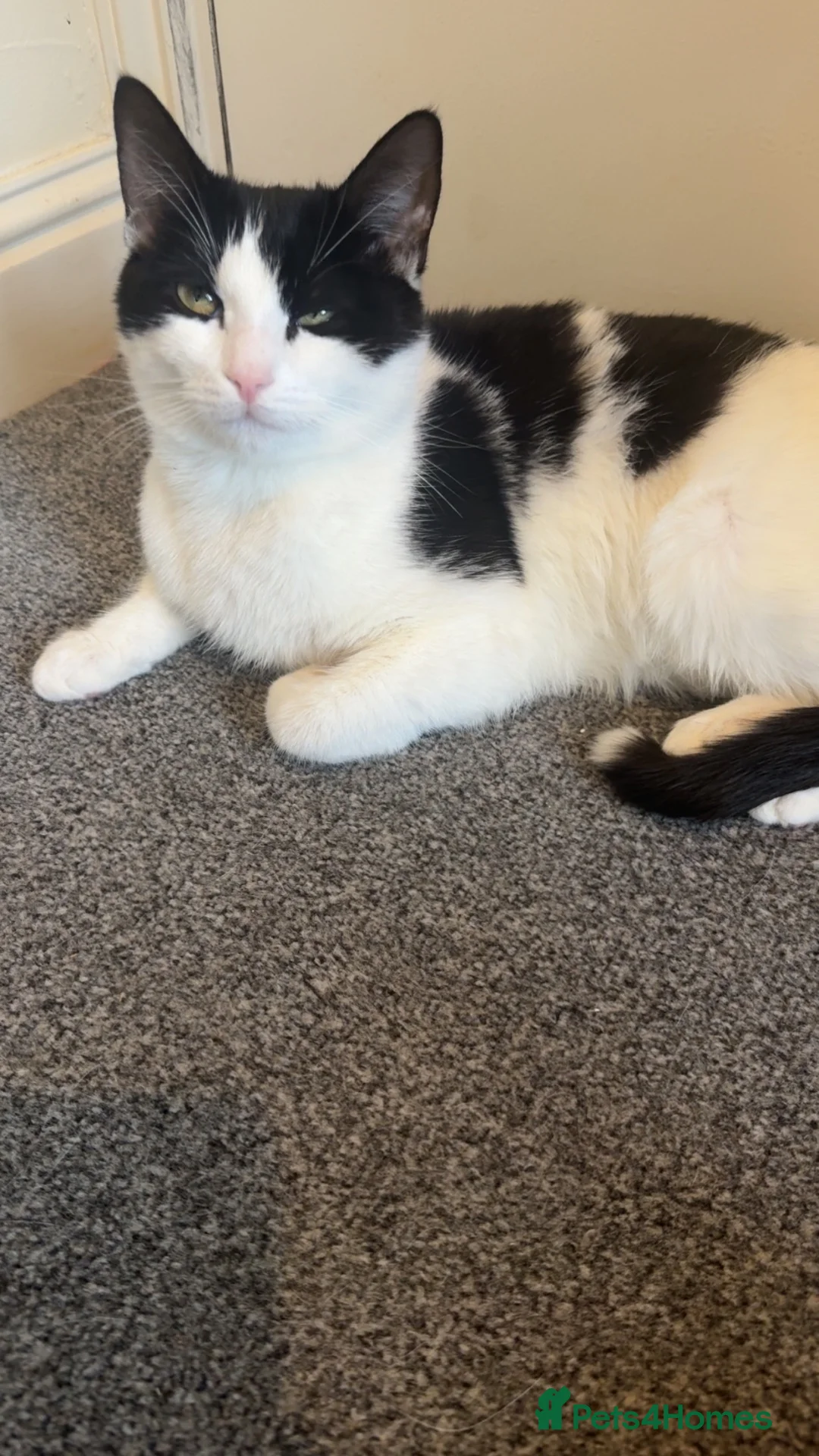 Mixed Breed cats for sale: Beautiful 9 Month Old female Kitty 🐈‍⬛ 🐾 🤍 in Nelson - Advert 2
