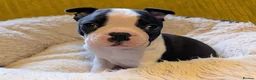 Boston Terrier dogs for sale: Adorable KC reg Boston Puppies  - Advert 4