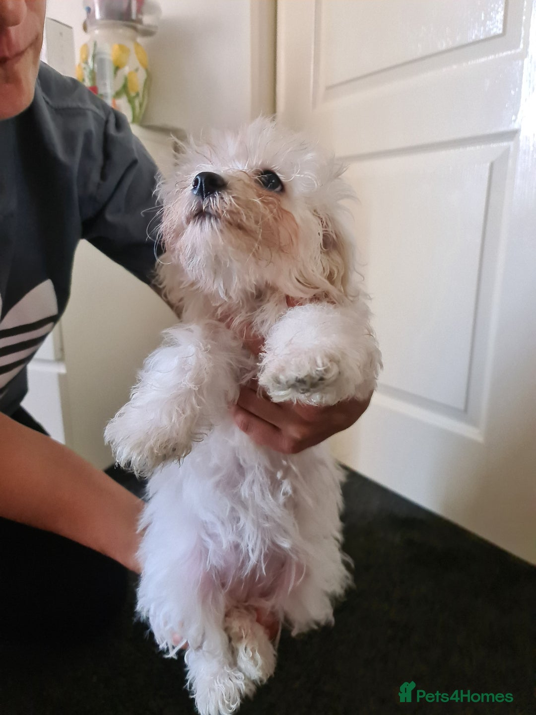 Bichon Frise dogs for sale: 2 Fluffy Bichon Frise puppies looking for a home! - Image 9