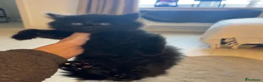 Black fluffy