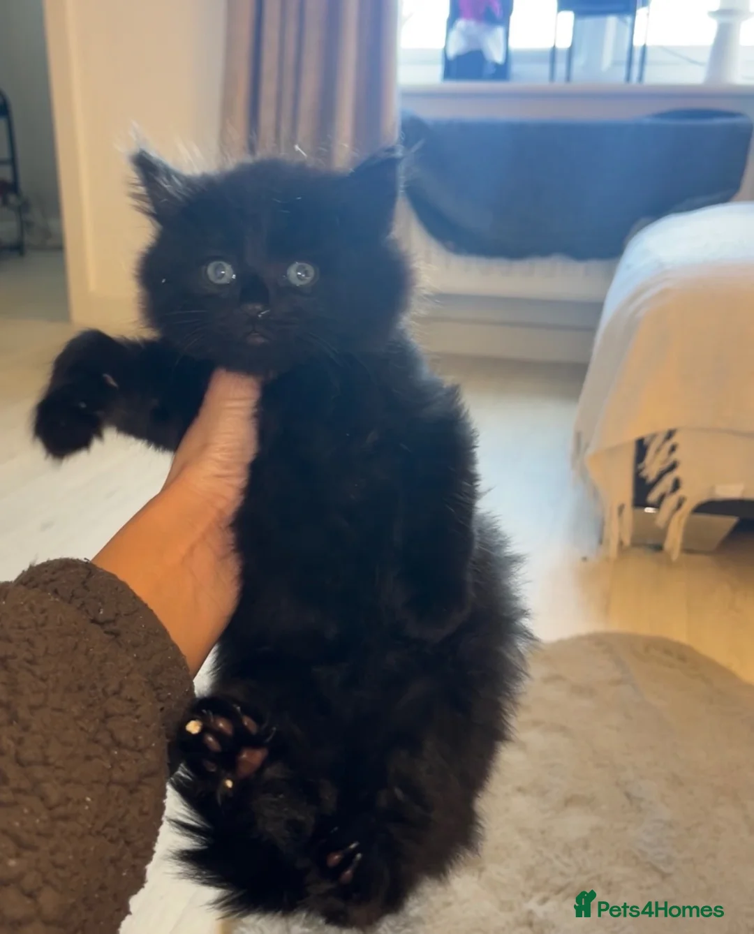 Mixed Breed cats for sale: 3 gorgeous male kittens ready  - Advert 7