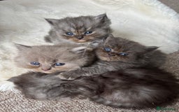 Persian cats for sale: Gorgeous Grey Persian Ragdoll Mix - Image 2