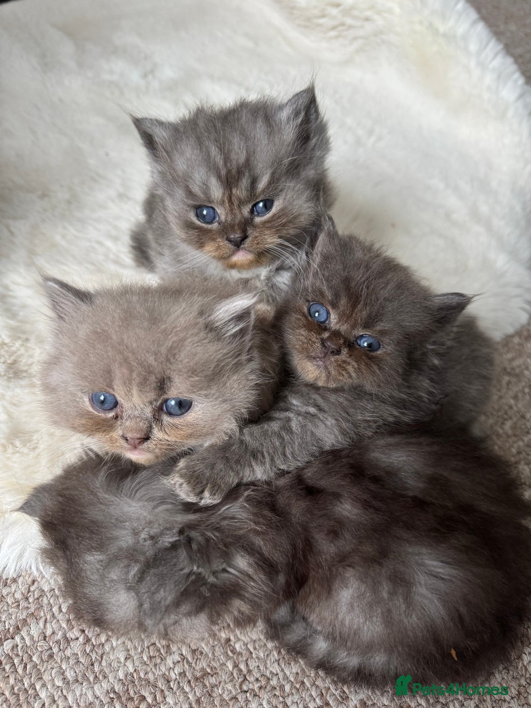 Persian cats for sale: Gorgeous Grey Persian Ragdoll Mix - Image 2