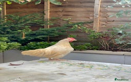 Chickens poultry for sale: Beautiful bantam cockerel & a gentleman - Image 2