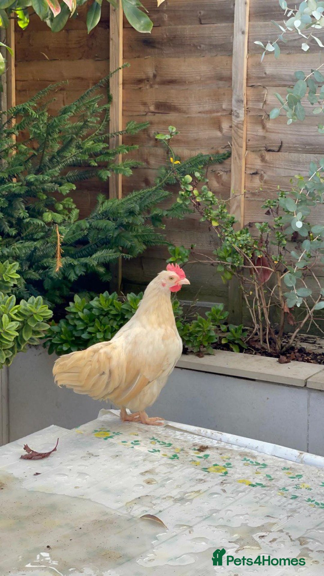 Chickens poultry for sale: Beautiful bantam cockerel & a gentleman - Image 2