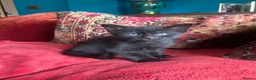 Pixie Bob cats for sale: Pixie Bob kittens - Polydactyl and non polydactyl - Advert 13