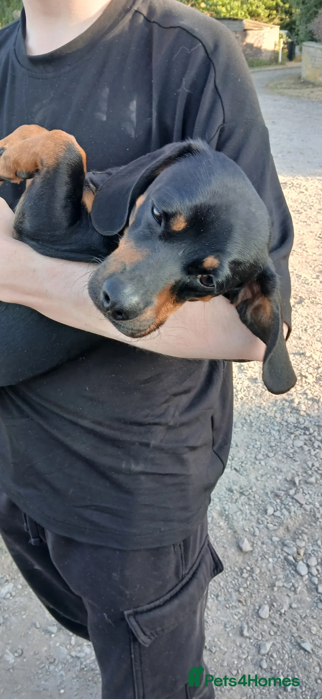 Mixed Breed dogs for sale: Roo Roo aka Reggie  - Advert 1