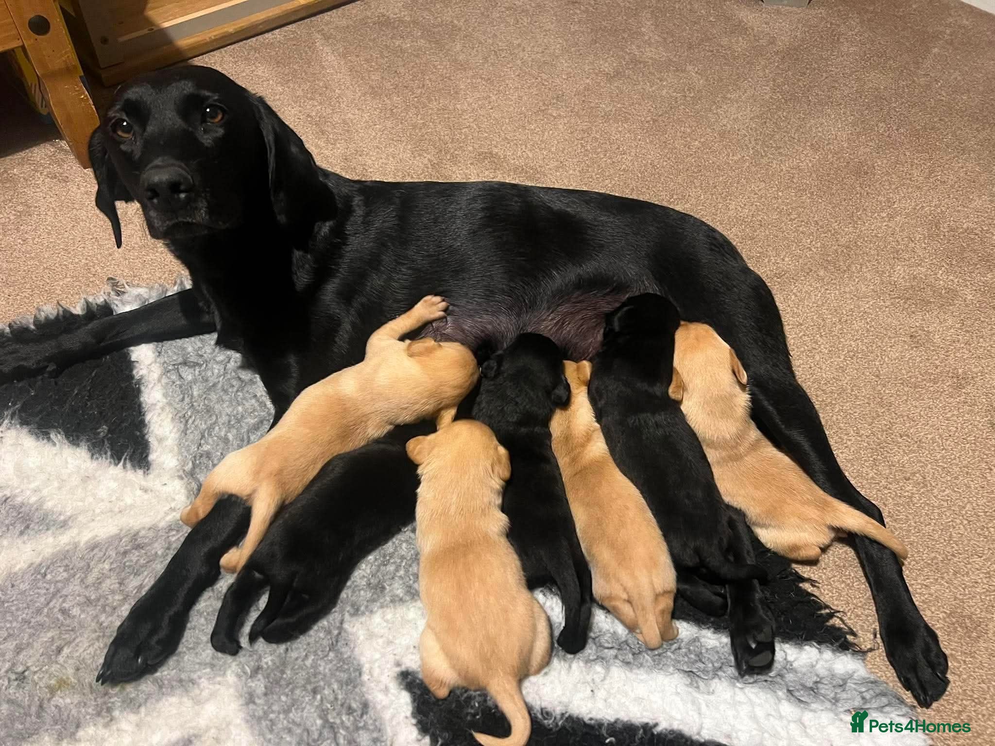 Labrador Retriever dogs Stunning working Labrador puppies  - Advert 2