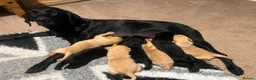 Labrador Retriever dogs for sale: Stunning working Labrador puppies  in Malton - Advert 1