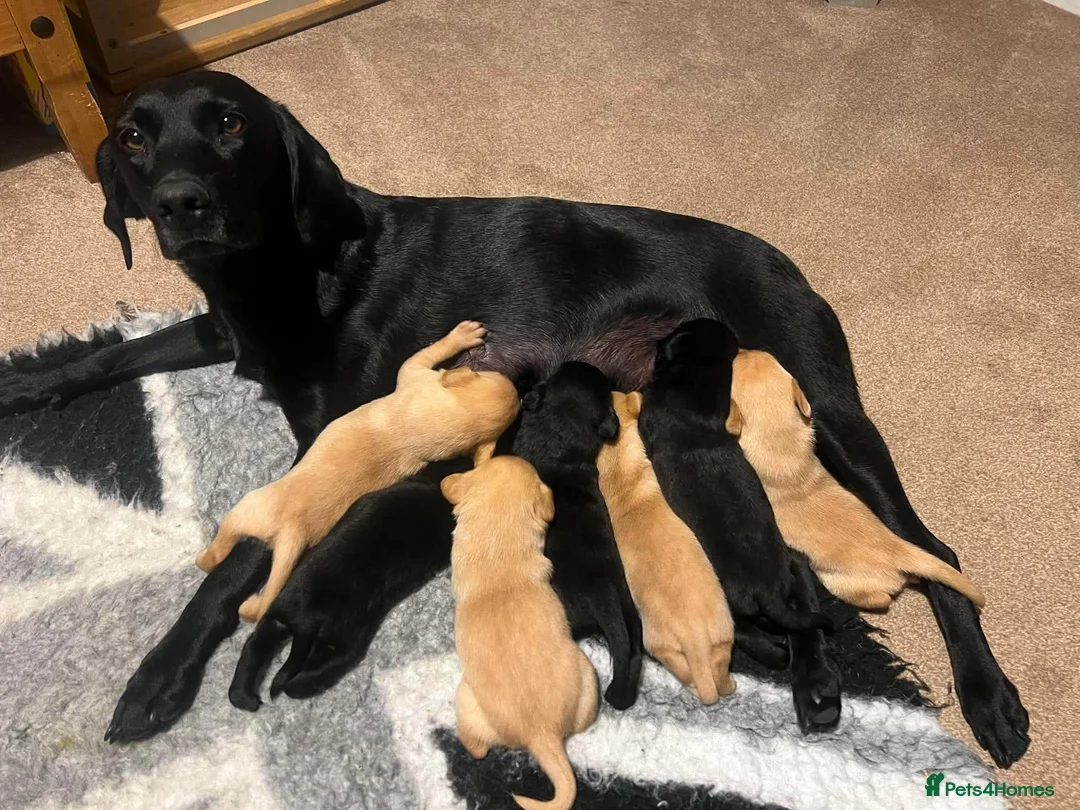 Labrador Retriever dogs for sale: Stunning working Labrador puppies  in Malton - Advert 1