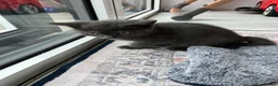 Mixed Breed cats for sale: Kitten  in Hornchurch - Advert 6