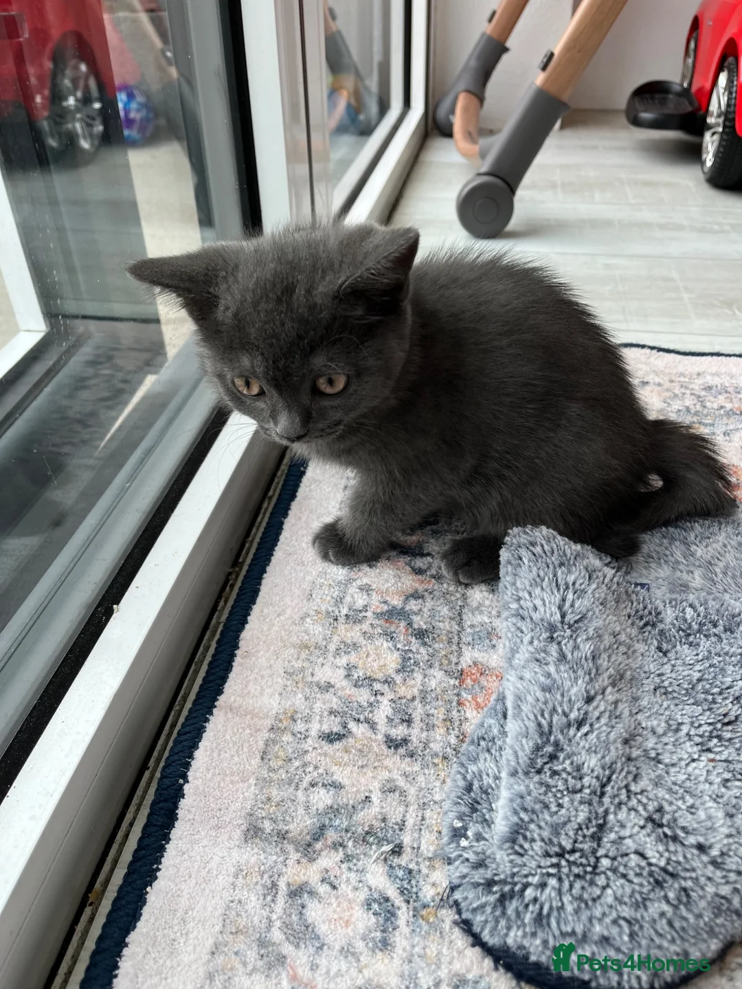 Mixed Breed cats for sale: Kitten  in Hornchurch - Advert 6