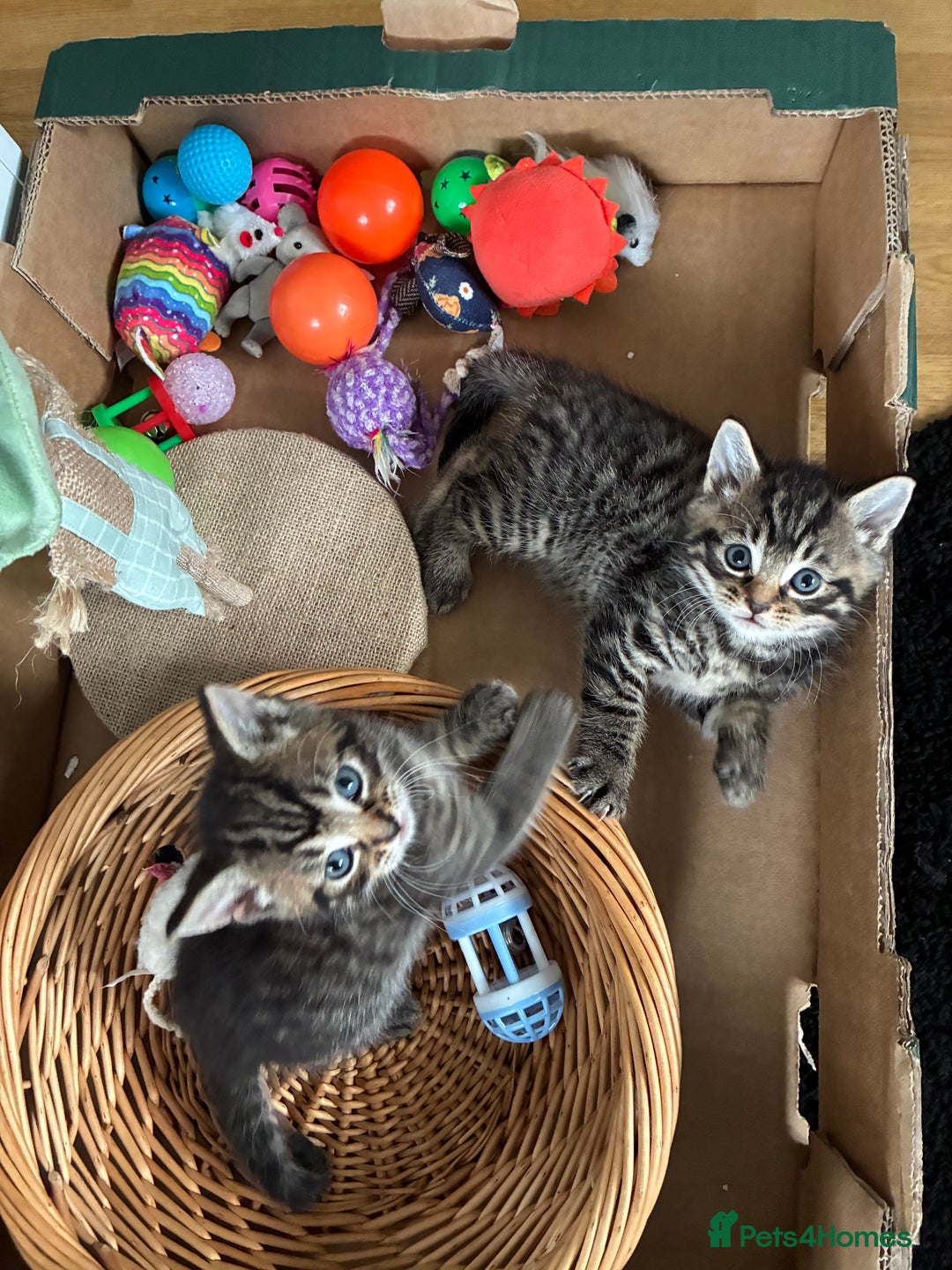 Domestic Shorthair cats for sale: Adorable kitten for sale  - Advert 5