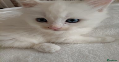 Maine Coon cats - Advert 5