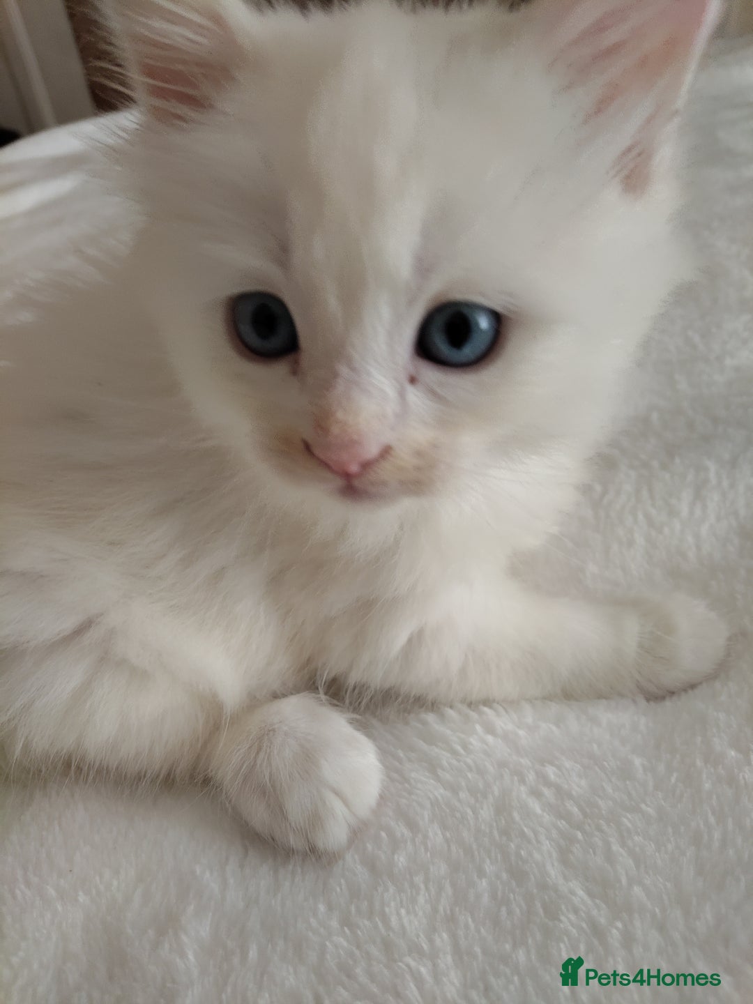 Maine Coon cats for sale: Main coon x Ragdoll - Image 3
