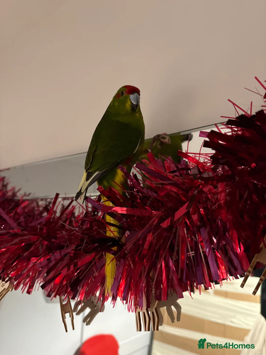 Parrots birds for sale: Kakariki  - Advert 2