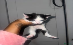 Mixed Breed cats for sale: 4 MIXED BREED KITTENS  - Image 2
