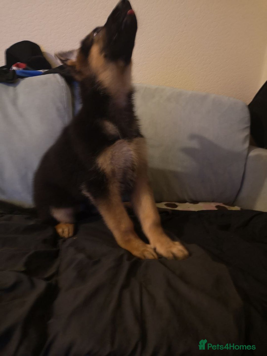 German Shepherd dogs for sale: One large straight back male puppy 11 weeks - Advert 13