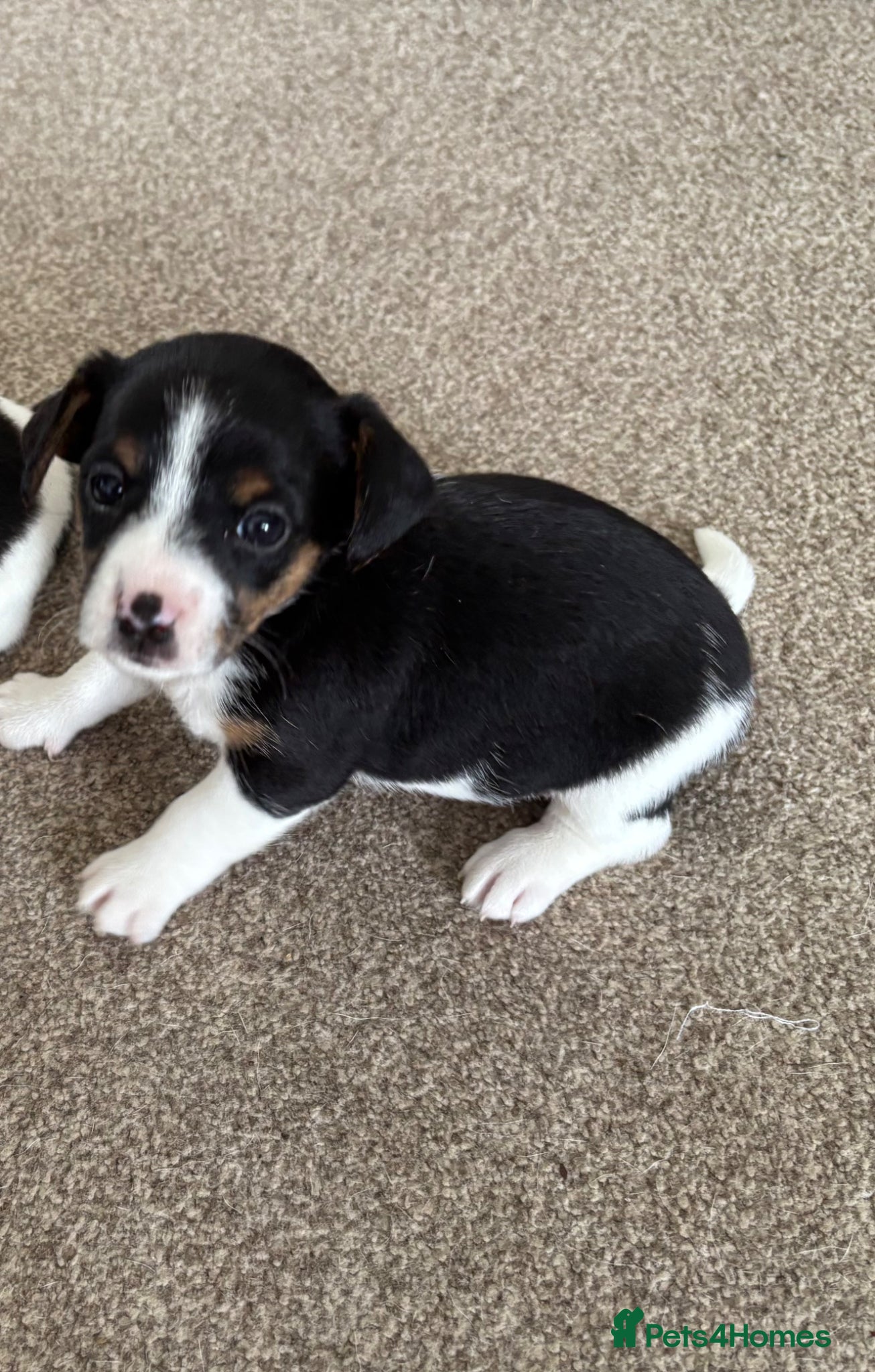 Jack Russell dogs for sale: Minature Jack Russell pups  in Enniskillen - Advert 3