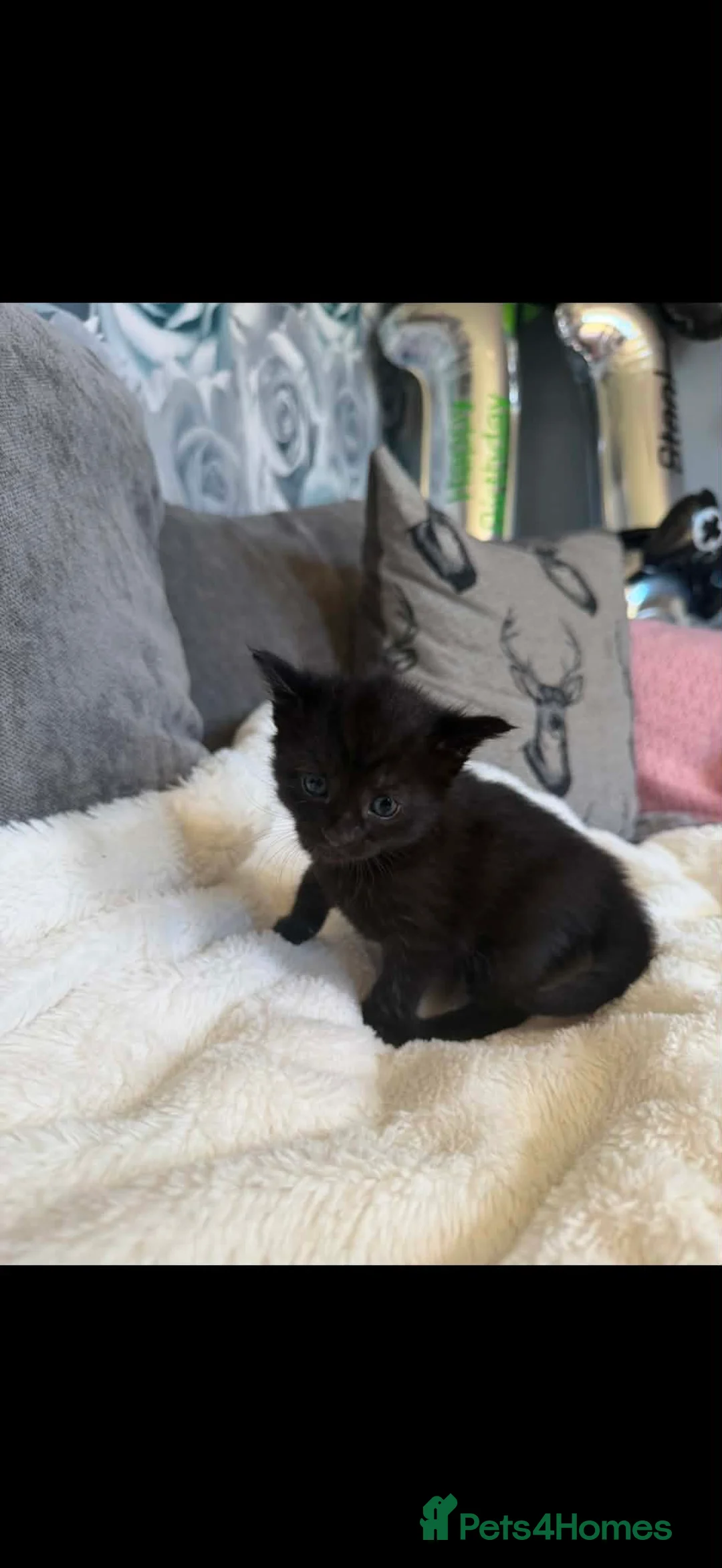 Mixed Breed cats for sale: female kittens  in Chichester - Advert 7