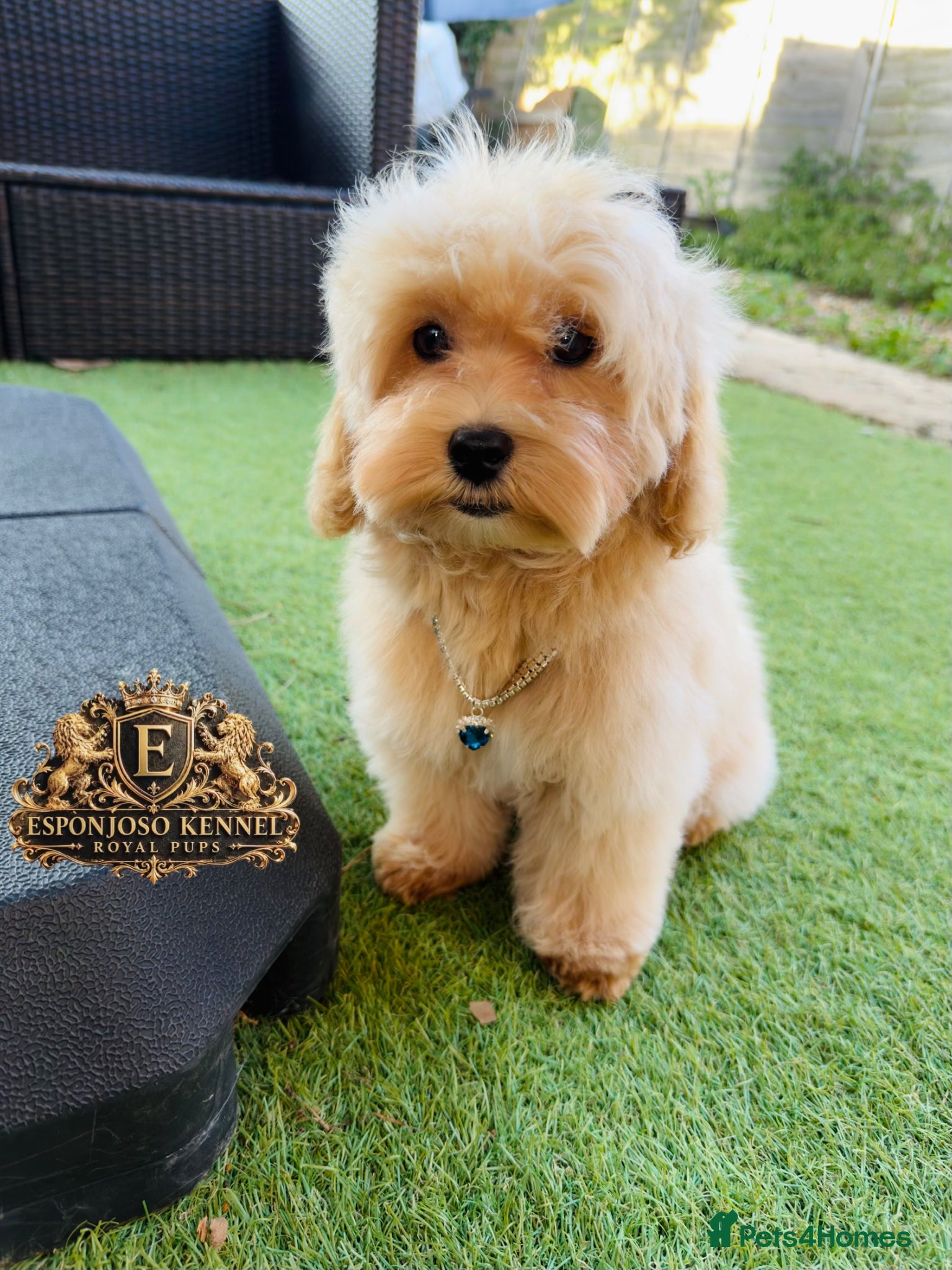 Maltipoo dogs for sale: 👑 Last Exquisite Esponjoso Royal maltipoo Boy 👑 - Advert 5