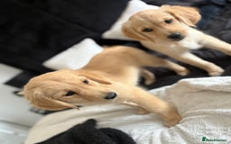 Golden Retriever dogs for sale: Golden retrievers - Image 1