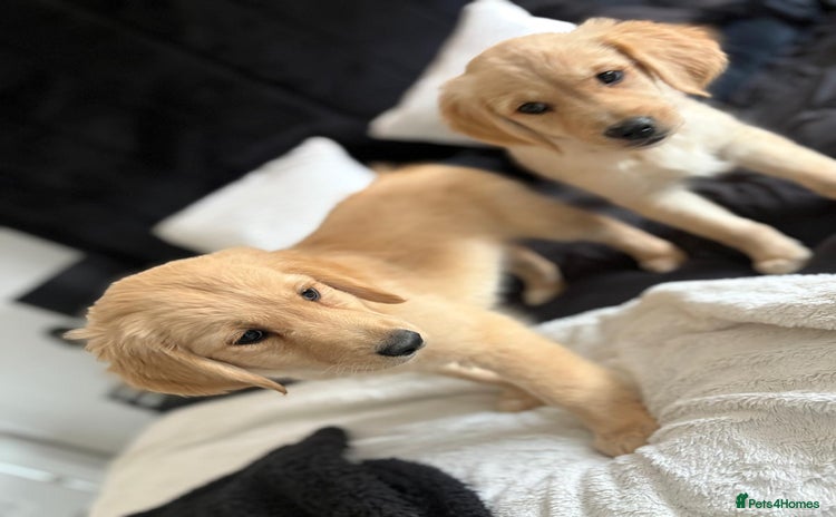 Golden Retriever dogs - Advert 4