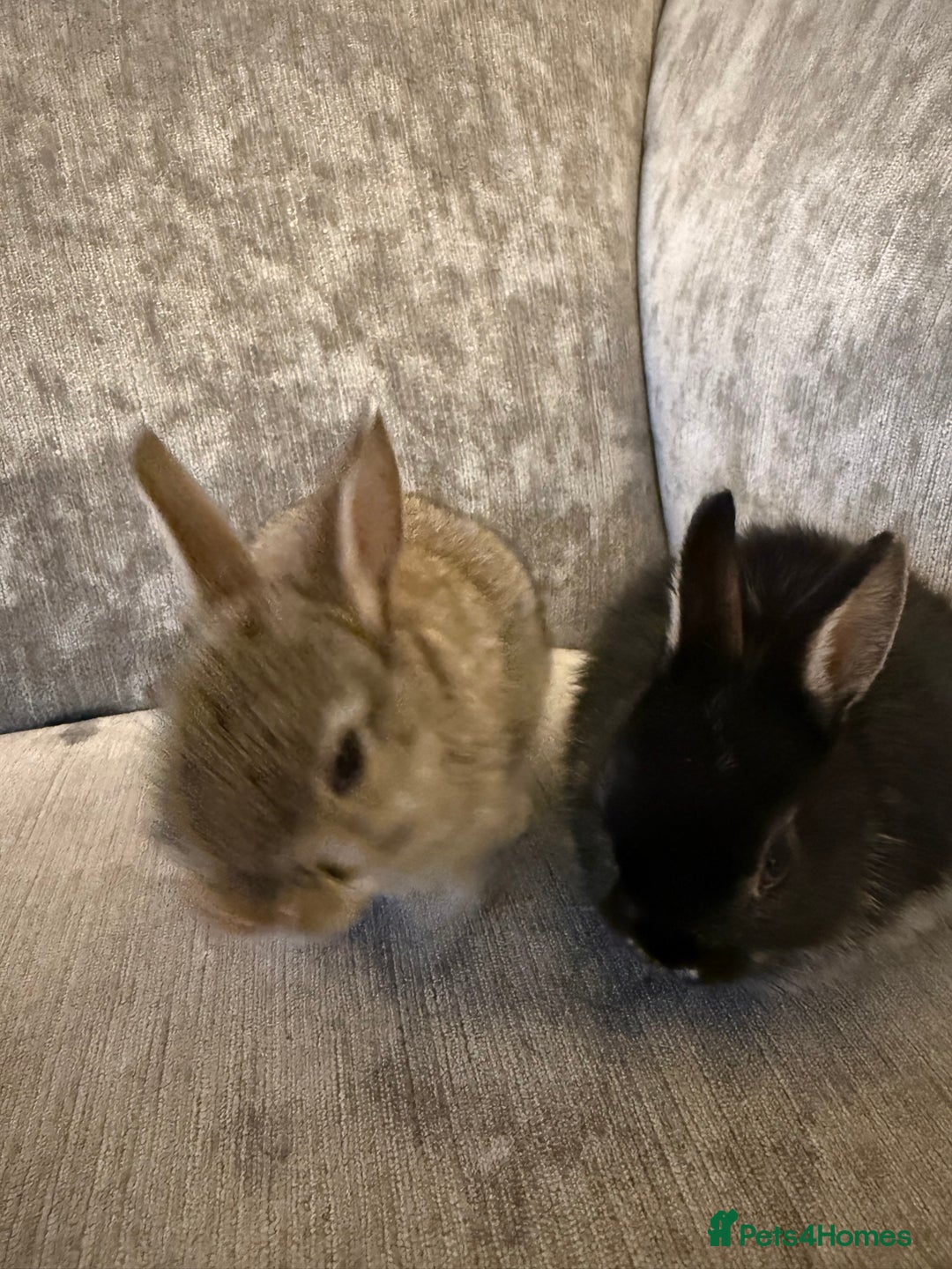Netherland Dwarf rabbits for sale: Netherland Dwarf Rabbits  - Advert 6