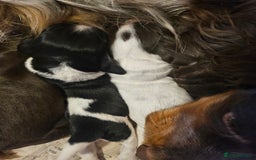 Cocker Spaniel dogs for sale: 4 beautiful cocker spaniel pups left  - Image 5