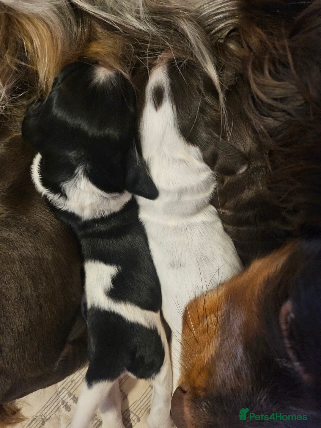 Cocker Spaniel dogs for sale: 4 beautiful cocker spaniel pups left  - Image 5