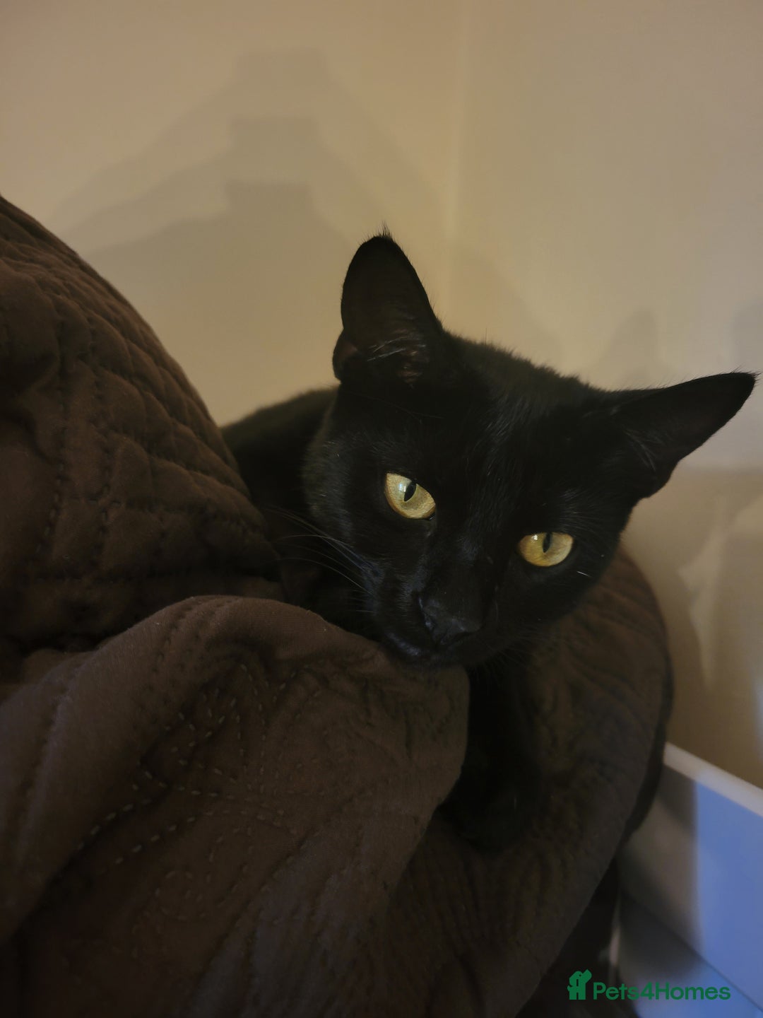 Mixed Breed cats for sale: Healthy cute grey baby boy kitten - Advert 4