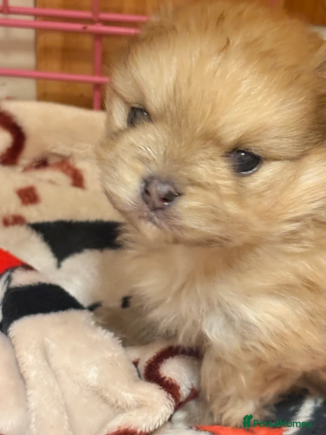 Pomeranian dogs for sale: Beautiful baby Boy fluffy and cuddly  - Advert 7