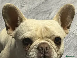 French Bulldog dogs Gorgeous platinum female French bulldog - Advert 1