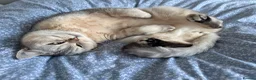 British Shorthair cats for sale: Bella and Ollie looking for a forever home  in Sidcup - Advert 8