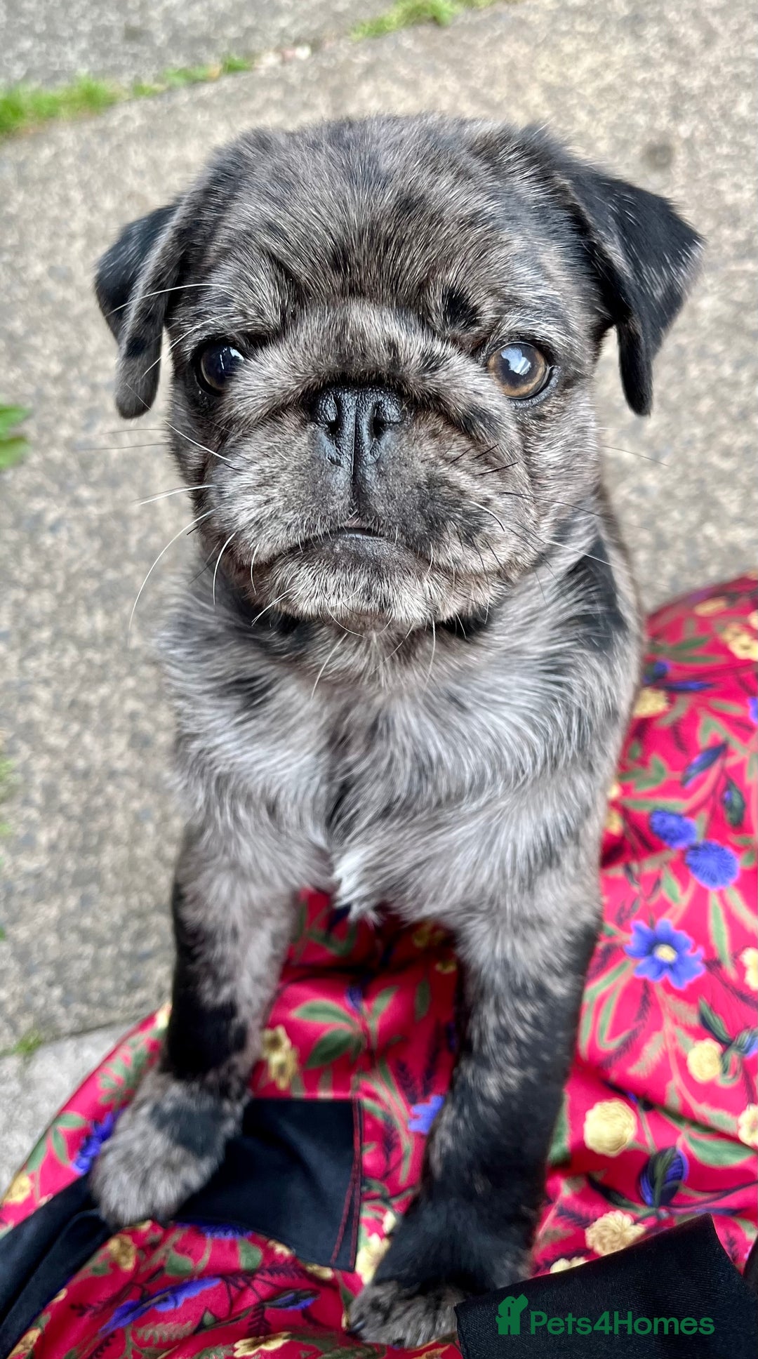 Pug dogs for sale: Last Merle boy, price reduced again! - Image 14