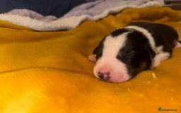 Border Collie dogs for sale: 7 beautiful border collie pups  - Advert 12
