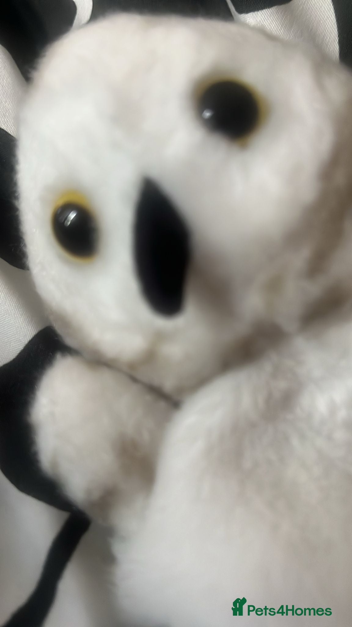 Mixed Breed cats Wanted - Advert 3