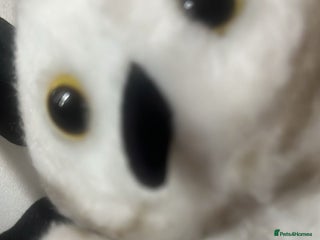 Mixed Breed cats Wanted - Advert 1