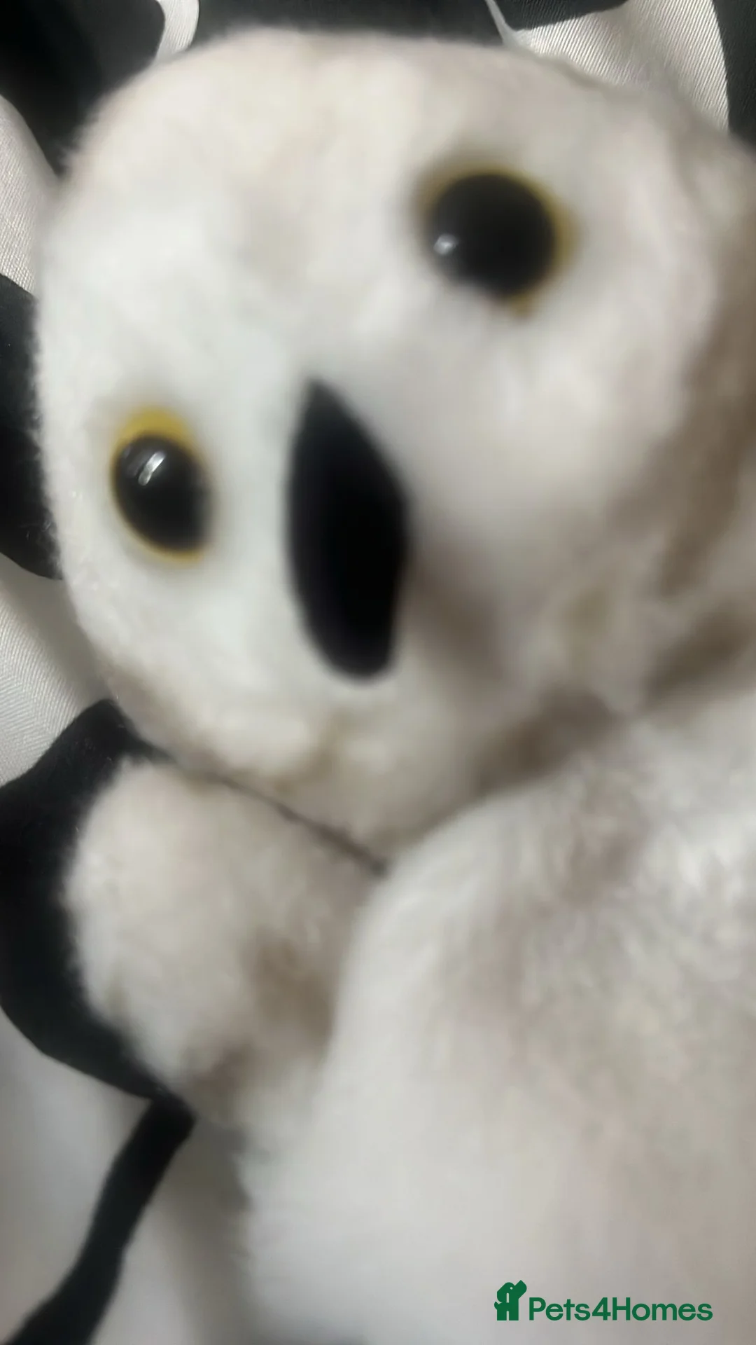 Mixed Breed cats for sale: Wanted - Advert 1