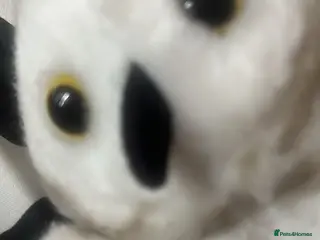 Mixed Breed cats Wanted - Advert 17