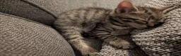 Mixed Breed cats for sale: 3 kittens for sale  - Advert 5