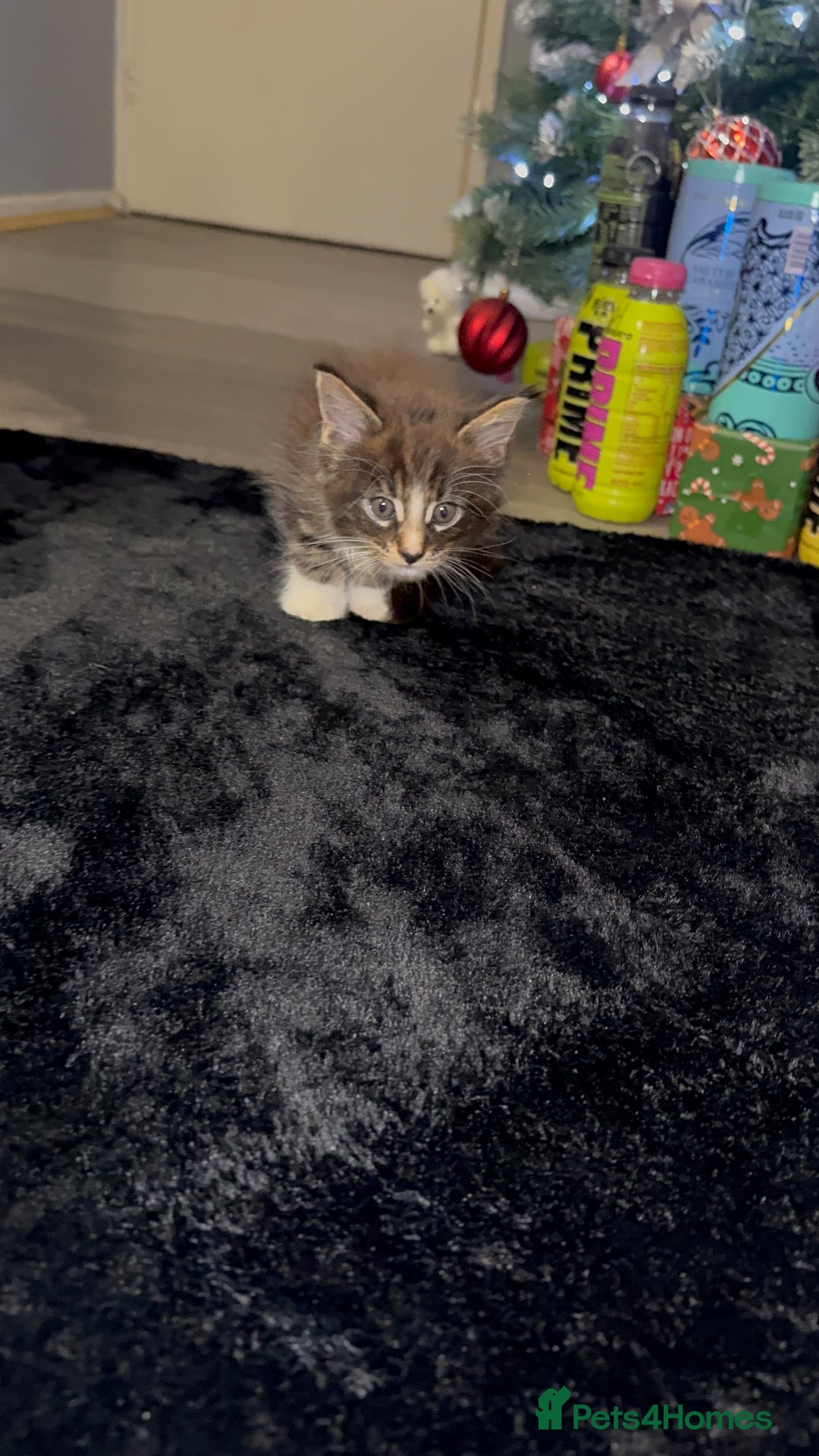 Maine Coon cats for sale: Full Maine Coon for sale - Advert 26