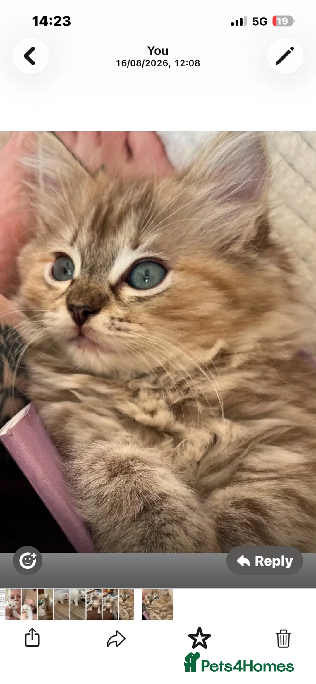 Ragdoll cats for sale: Ragdoll kitten. Cherubim sepia female . Tica reg  in Sheerness - Advert 2