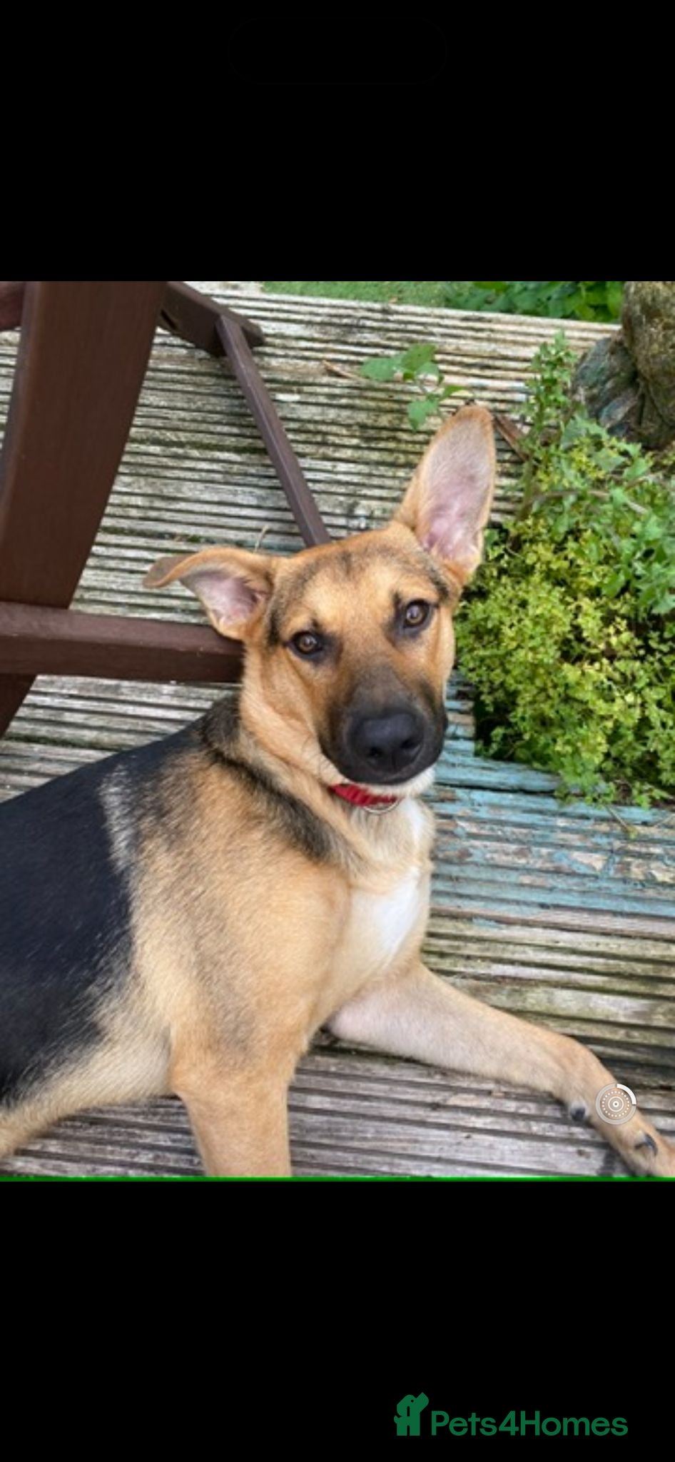 Mixed Breed dogs Amazing GSD mix for loving home - Advert 13
