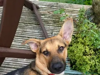 Mixed Breed dogs Amazing GSD mix for loving home - Advert 1