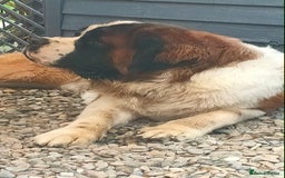 Saint Bernard dogs for stud: Stunning KC reg saint Bernard for stud.  in Chester - Image 20
